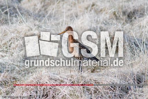 Uferschnepfe (2 von 6).jpg